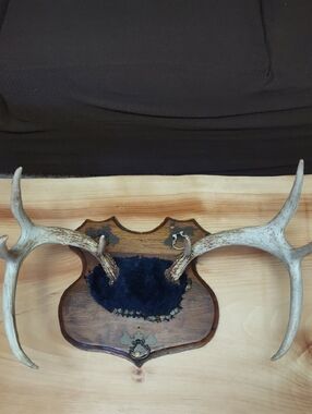 Vintage 8 Point Natural Antler Trophy Mount